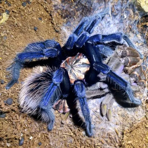 19840 singapore blue tarantula feeding