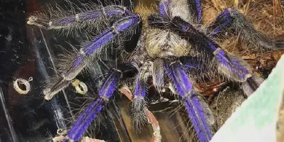 /img/19840-singapore-blue-tarantula-handling.webp