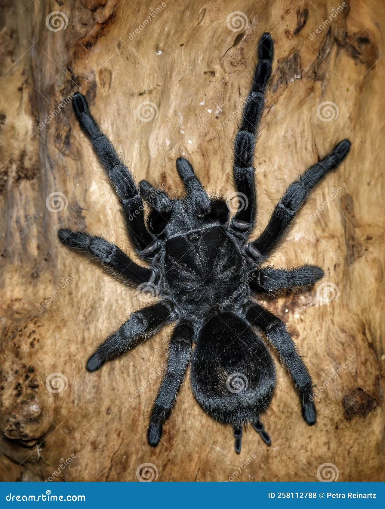 /img/19841-grammostola-pulchra-tarantula-enclosure-setup.webp