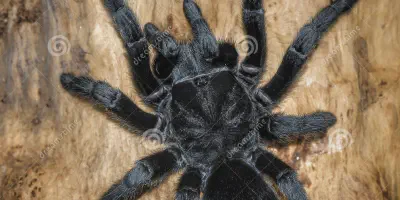 /img/19841-grammostola-pulchra-tarantula-enclosure-setup.webp