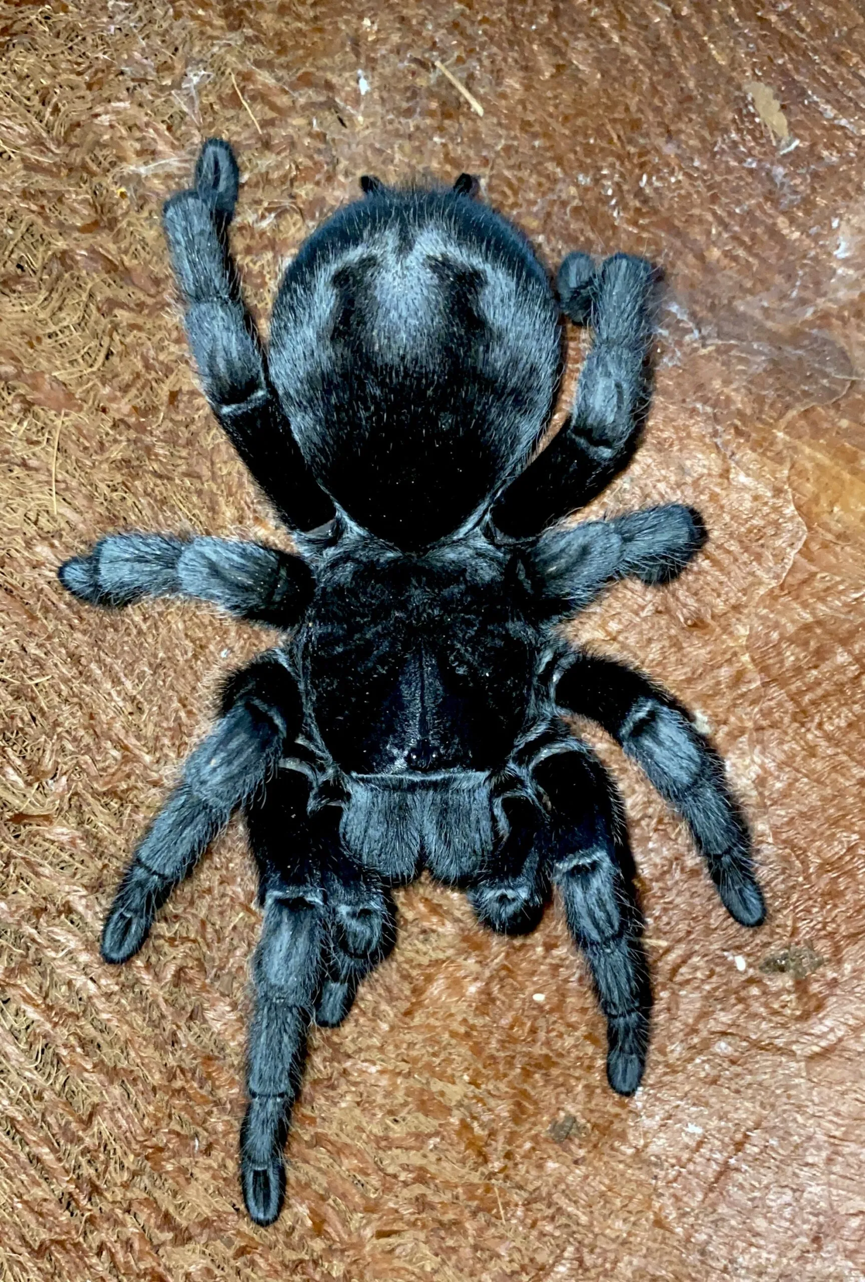 19841 grammostola pulchra tarantula handling