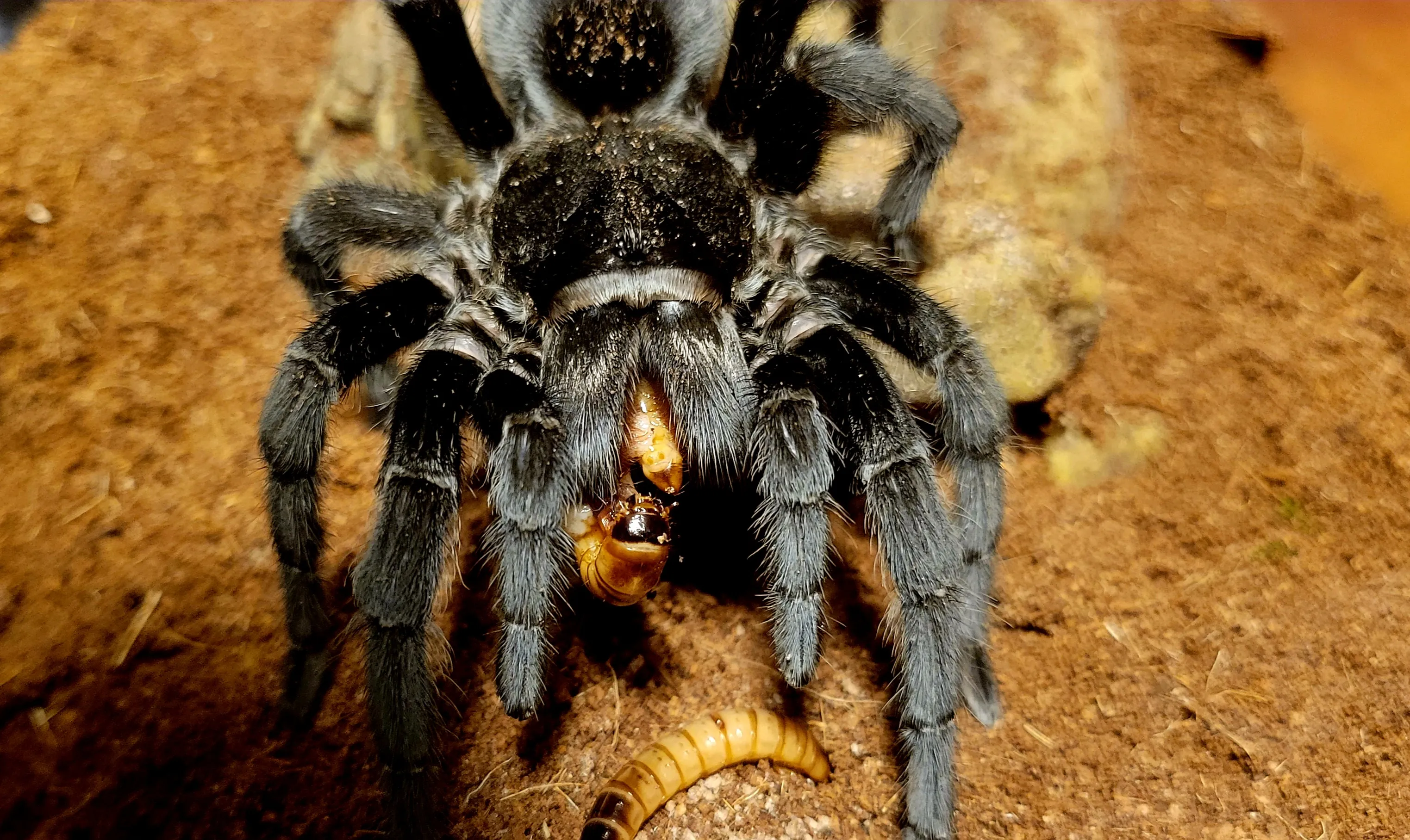19841 grammostola pulchra tarantula molting