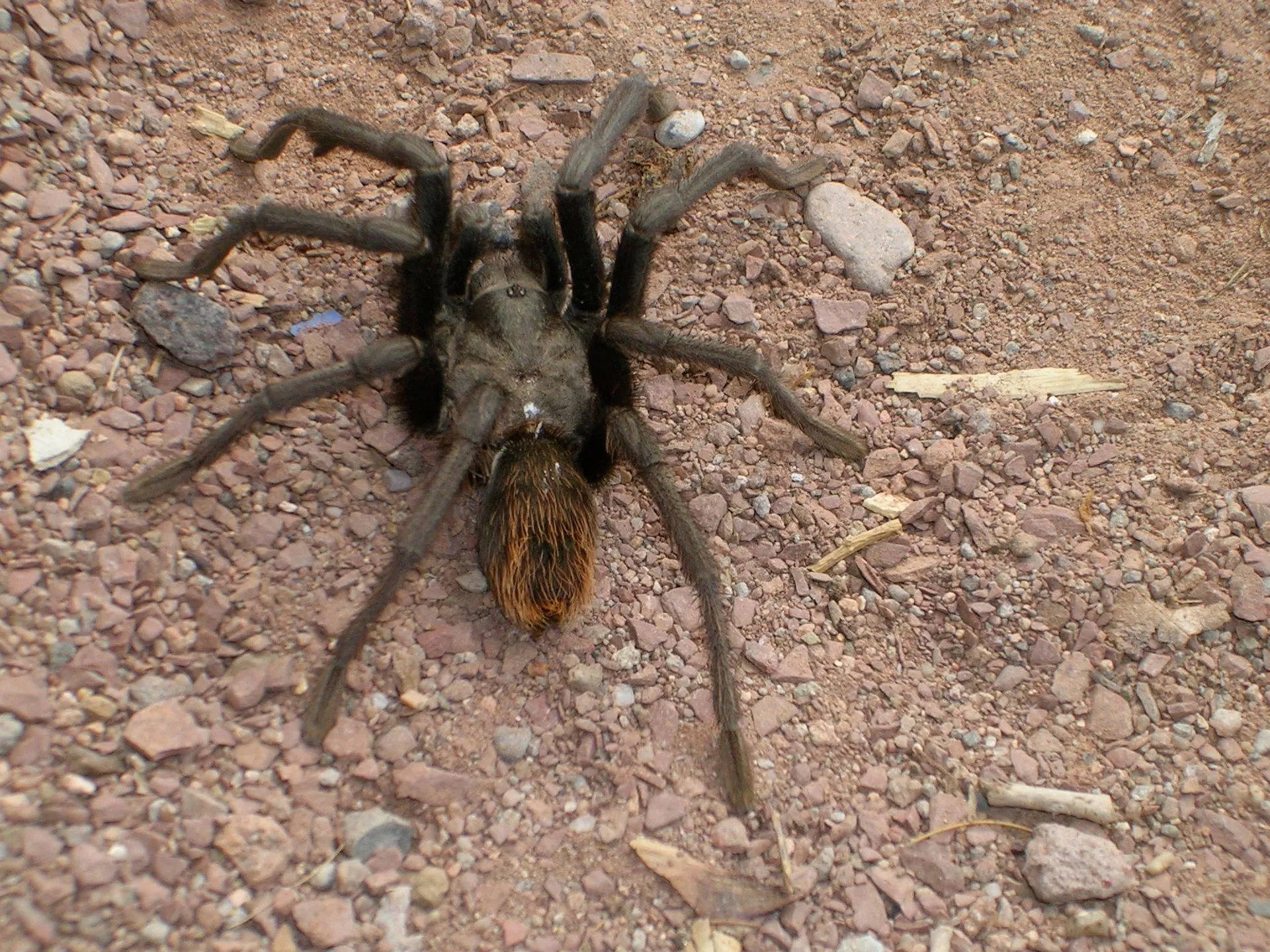 19844 tarantula mating behavior