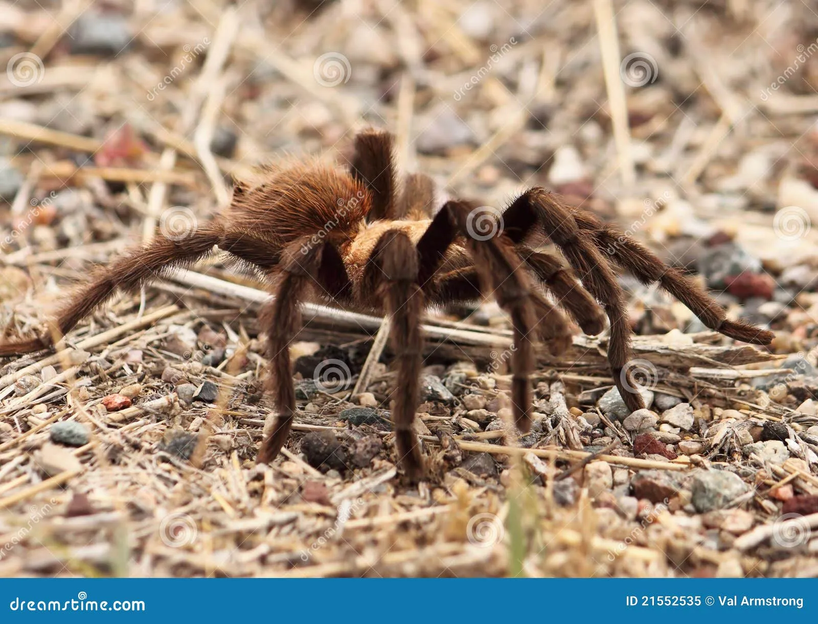 /img/19844-tarantula-migration-durango-conservation.webp