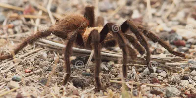 /img/19844-tarantula-migration-durango-conservation.webp