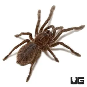 19846 cobalt blue tarantula feeding