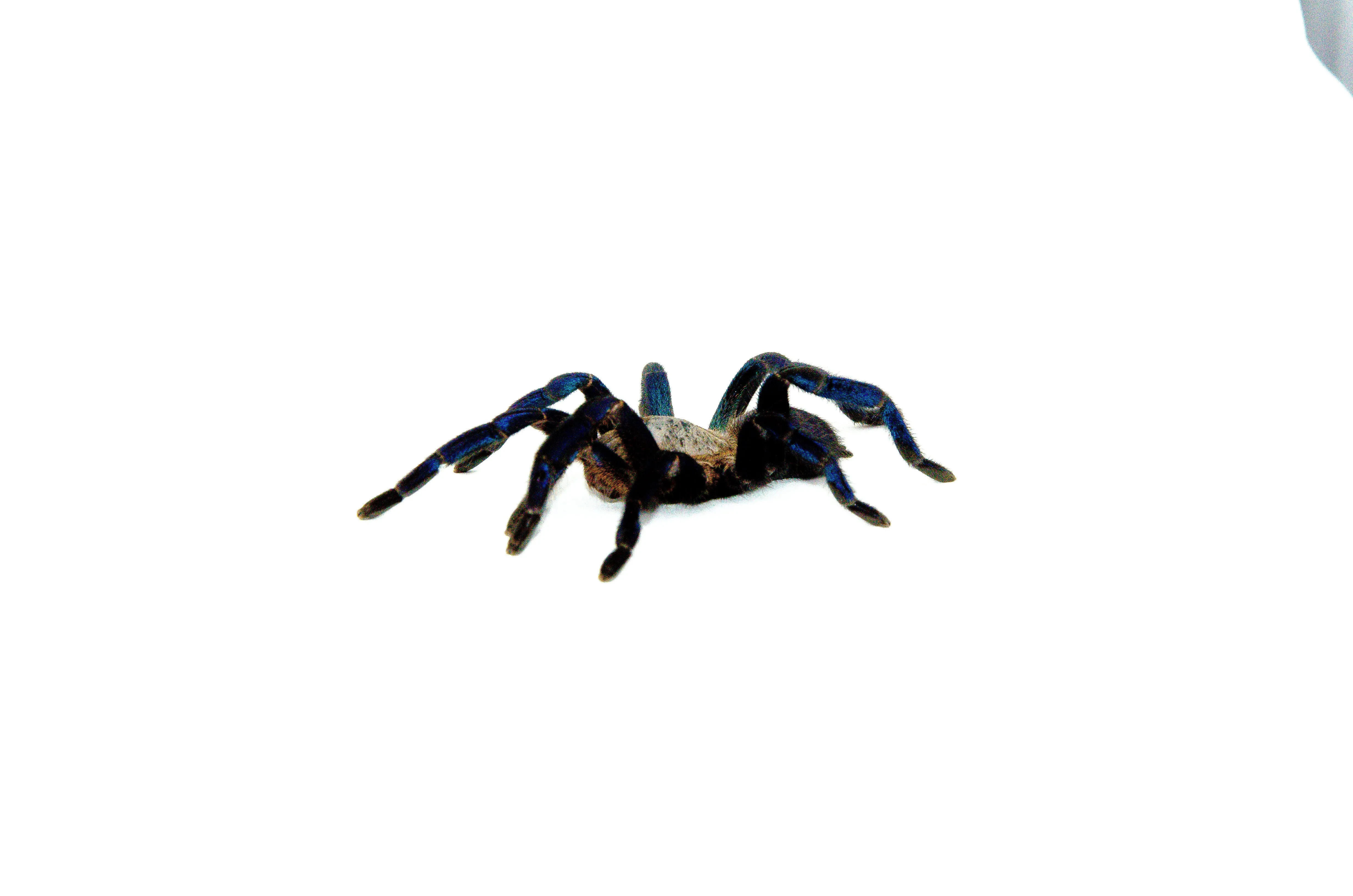 /img/19846-cobalt-blue-tarantula-substrate.webp