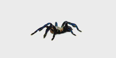 /img/19846-cobalt-blue-tarantula-substrate.webp