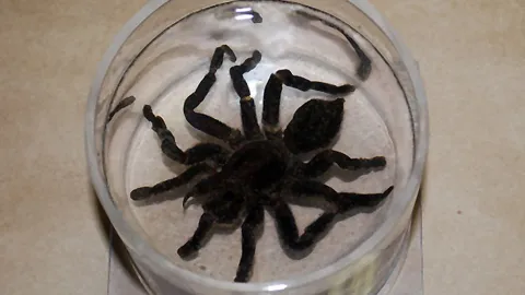 19847 framed tarantula molt