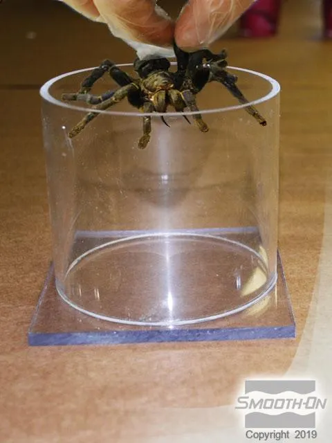 19847 shadow box tarantula molt