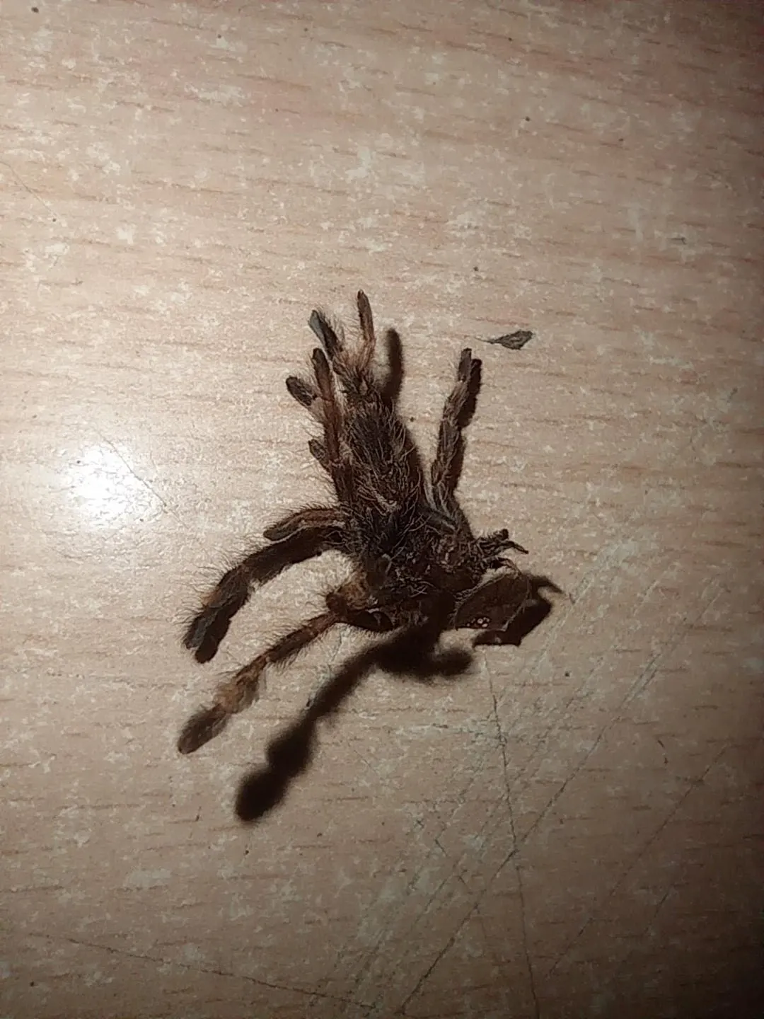19847 tarantula molting