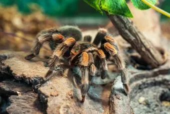 19848 tarantula enclosure