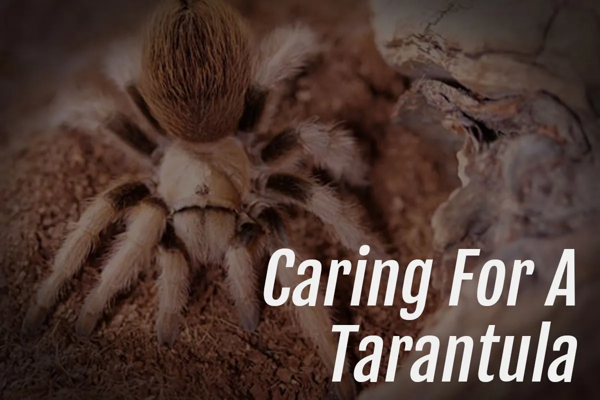 19848 tarantula feeding