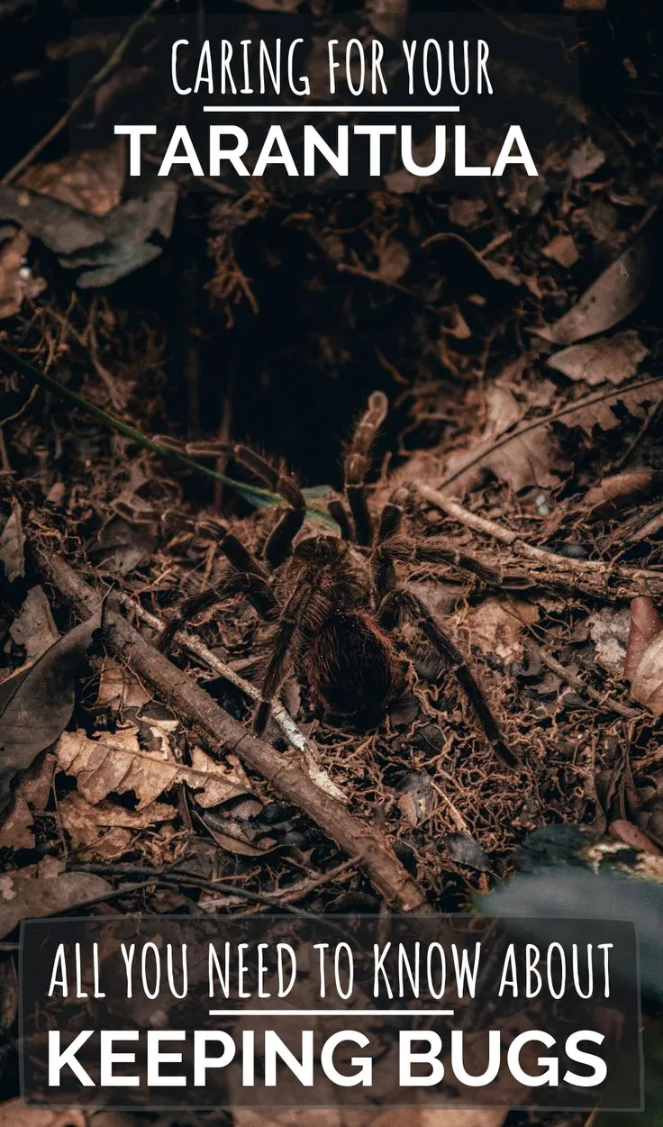 19848 tarantula substrate