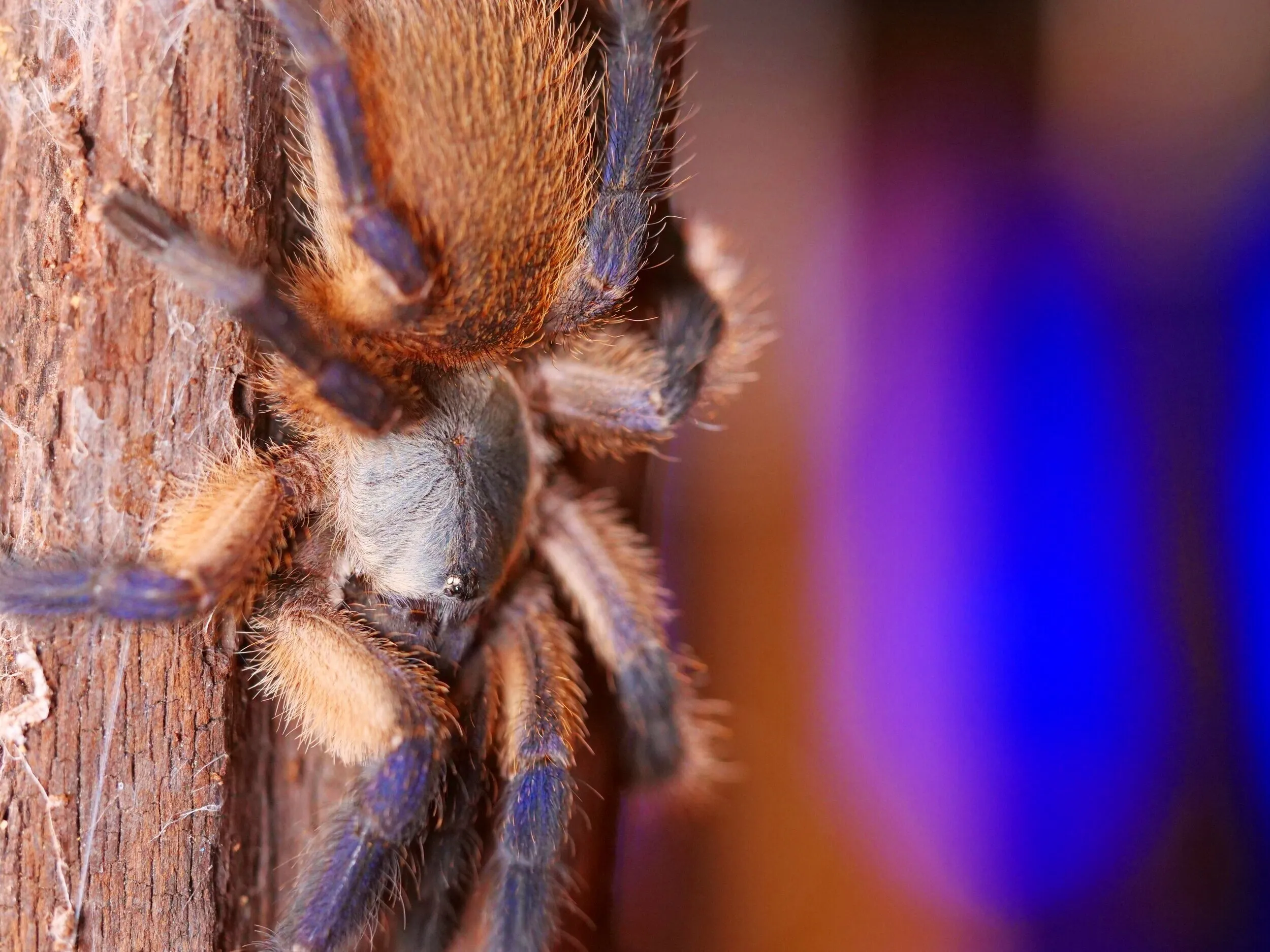 19849 tarantula water