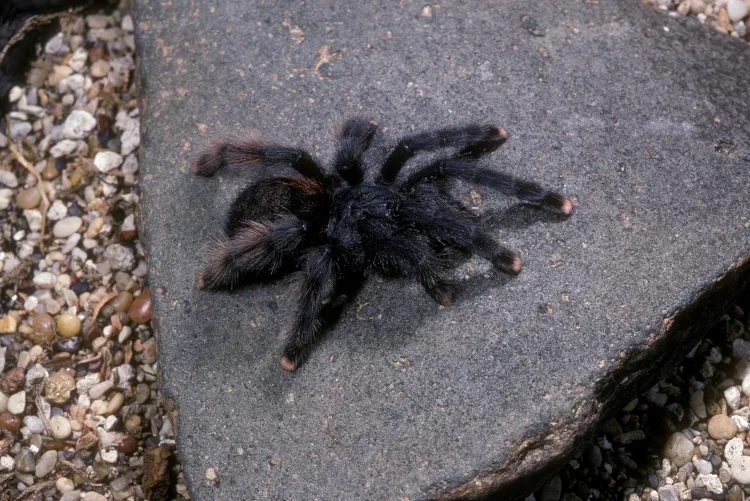 /img/19850-pink-toe-tarantula-healthy.webp