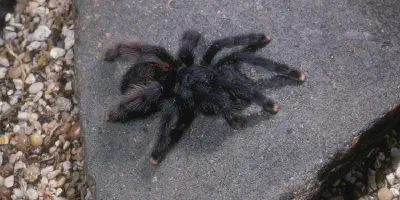 /img/19850-pink-toe-tarantula-healthy.webp