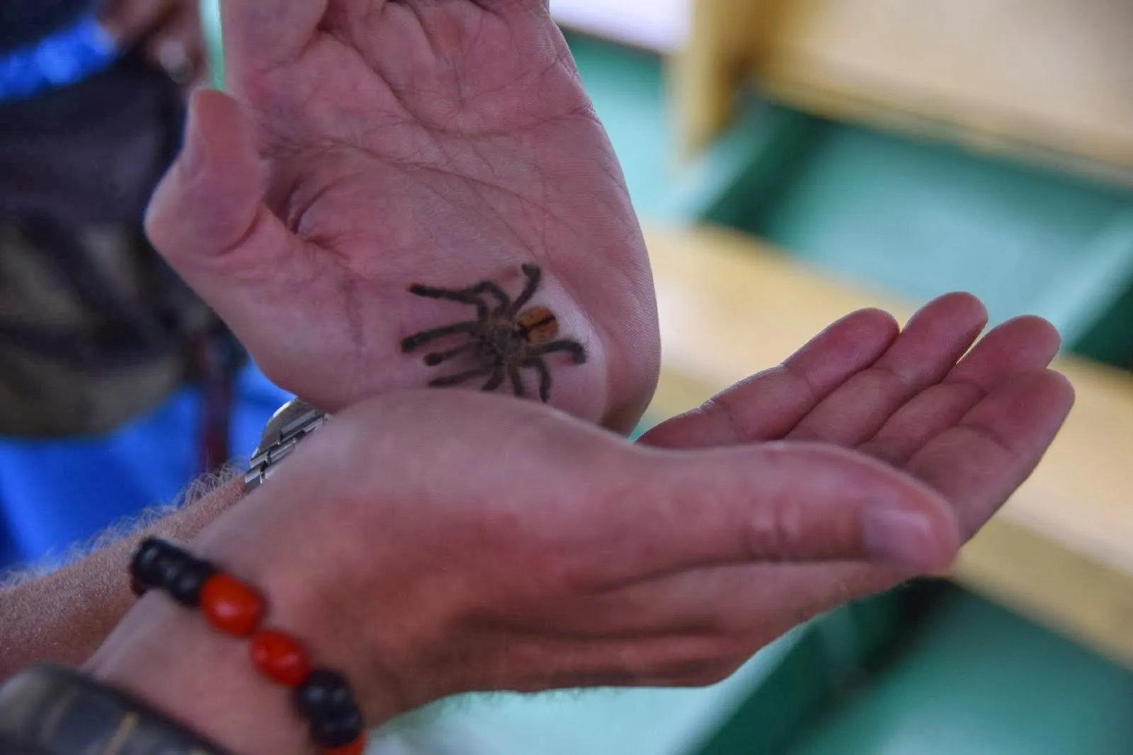 19850 tarantula exposure management