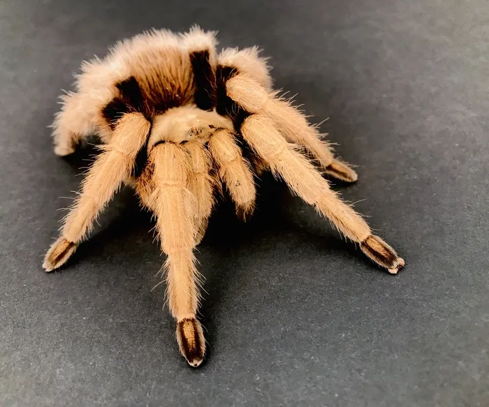 19853 tarantula breeder