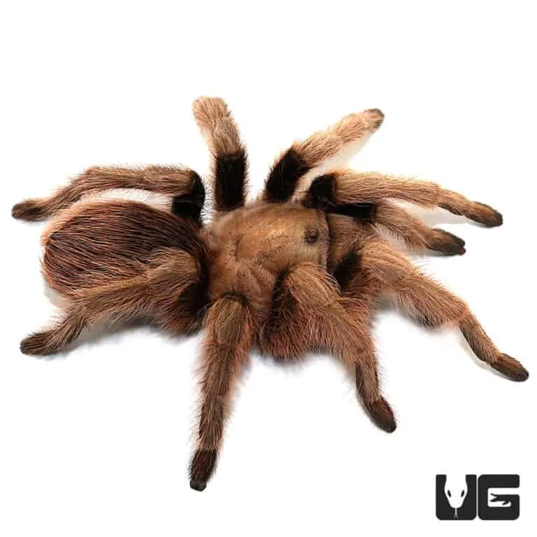 19853 tarantula morphs