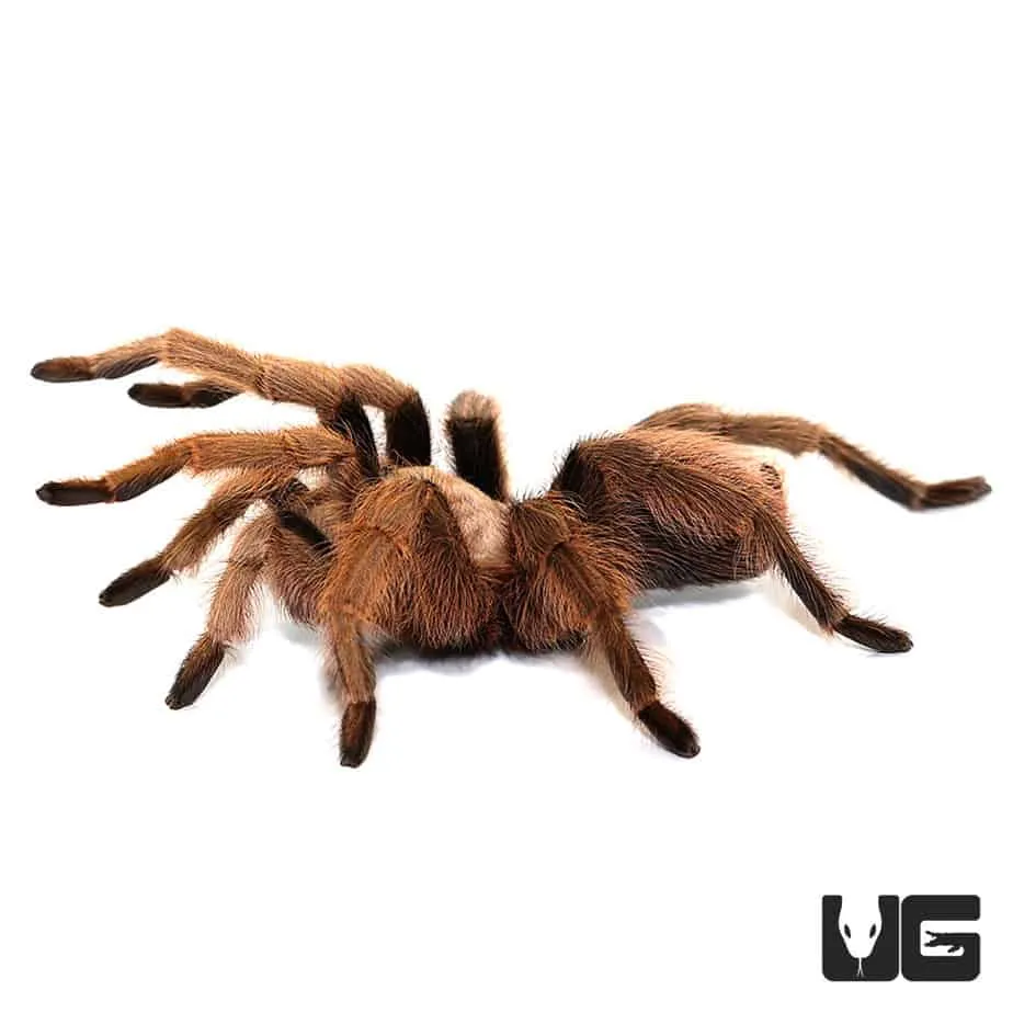 19853 tarantula size