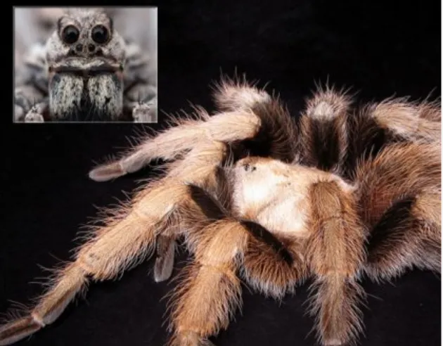 /img/19853-tarantula-vet.webp