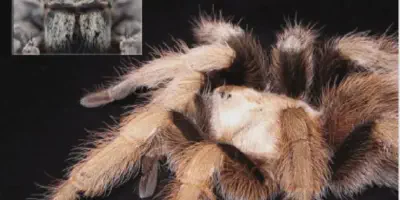 /img/19853-tarantula-vet.webp