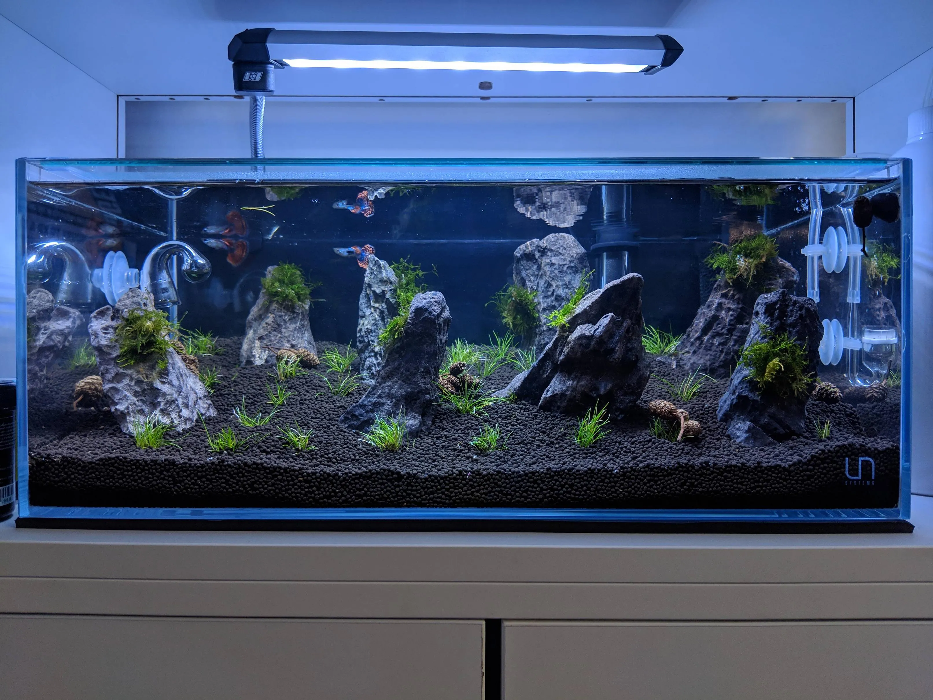 19855 tarantula feeding crickets