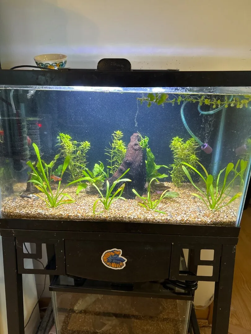 19855 tarantula thermometer