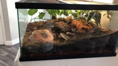 19857 tarantula enclosure substrate