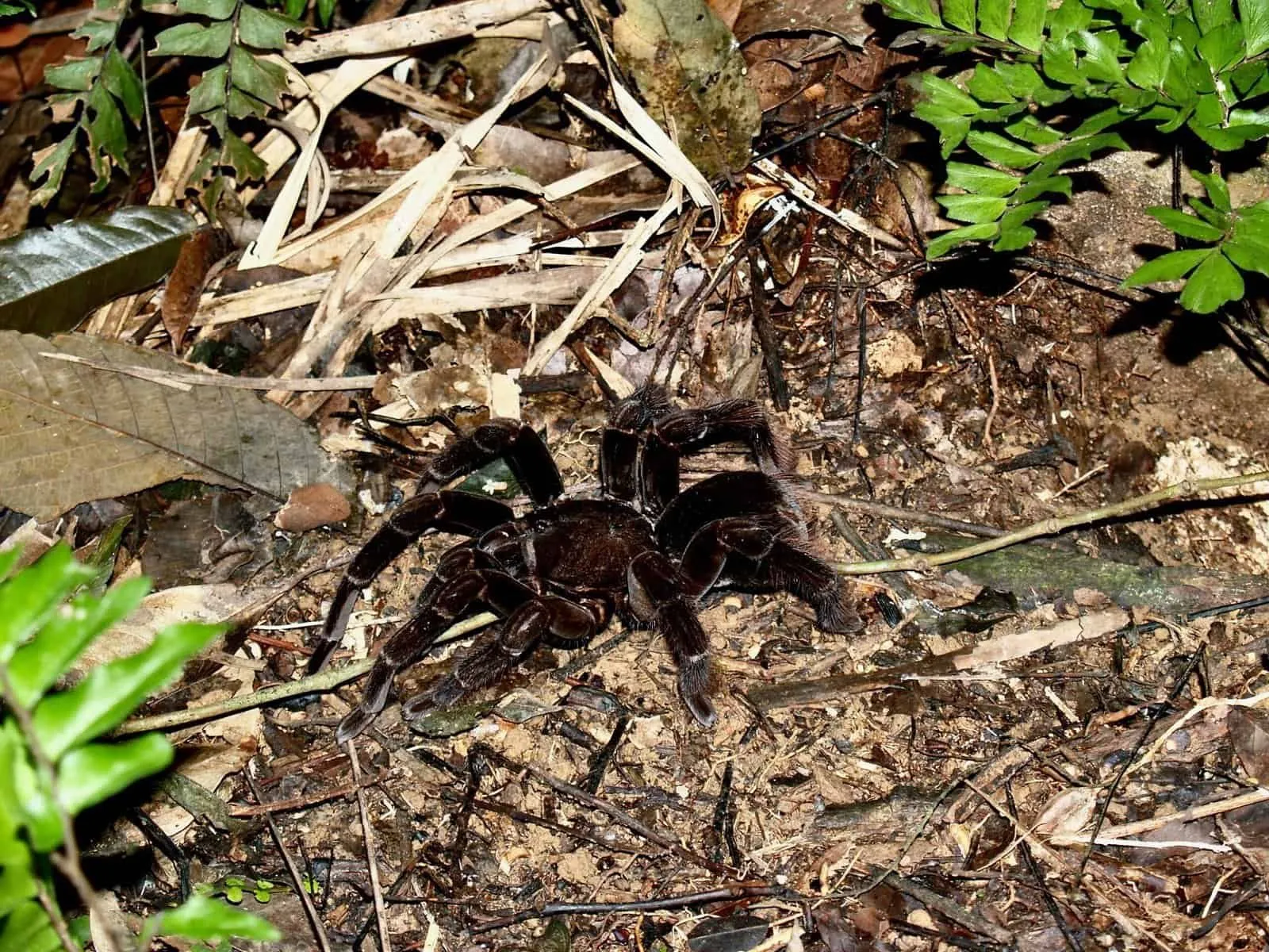 19858 tarantula eating