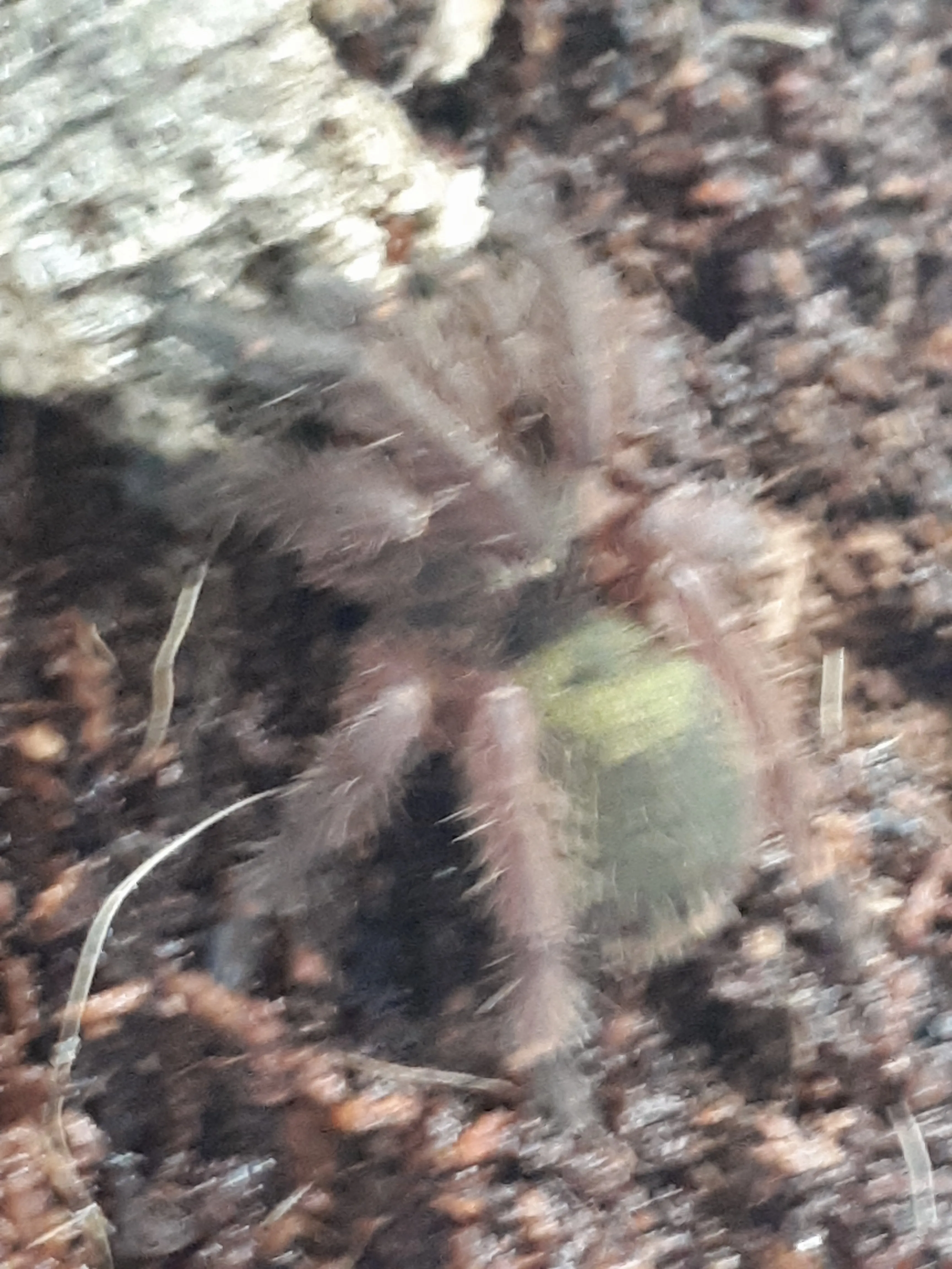 19859 emerald skeleton tarantula enclosure