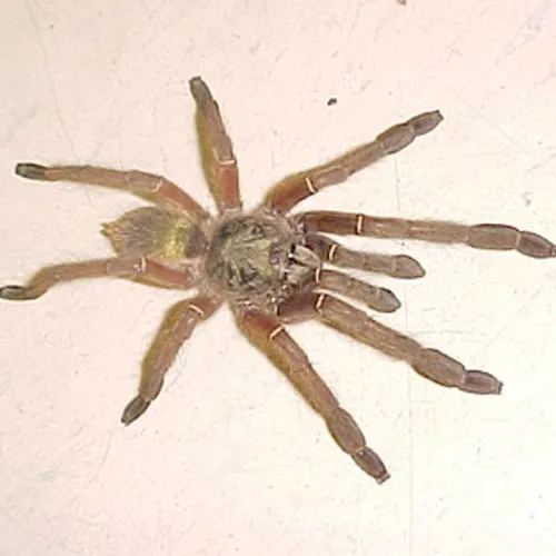 19859 emerald skeleton tarantula feeding