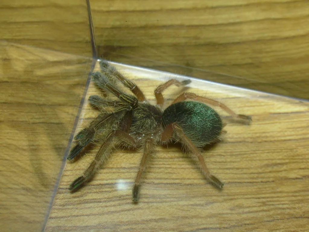 19859 emerald skeleton tarantula handling