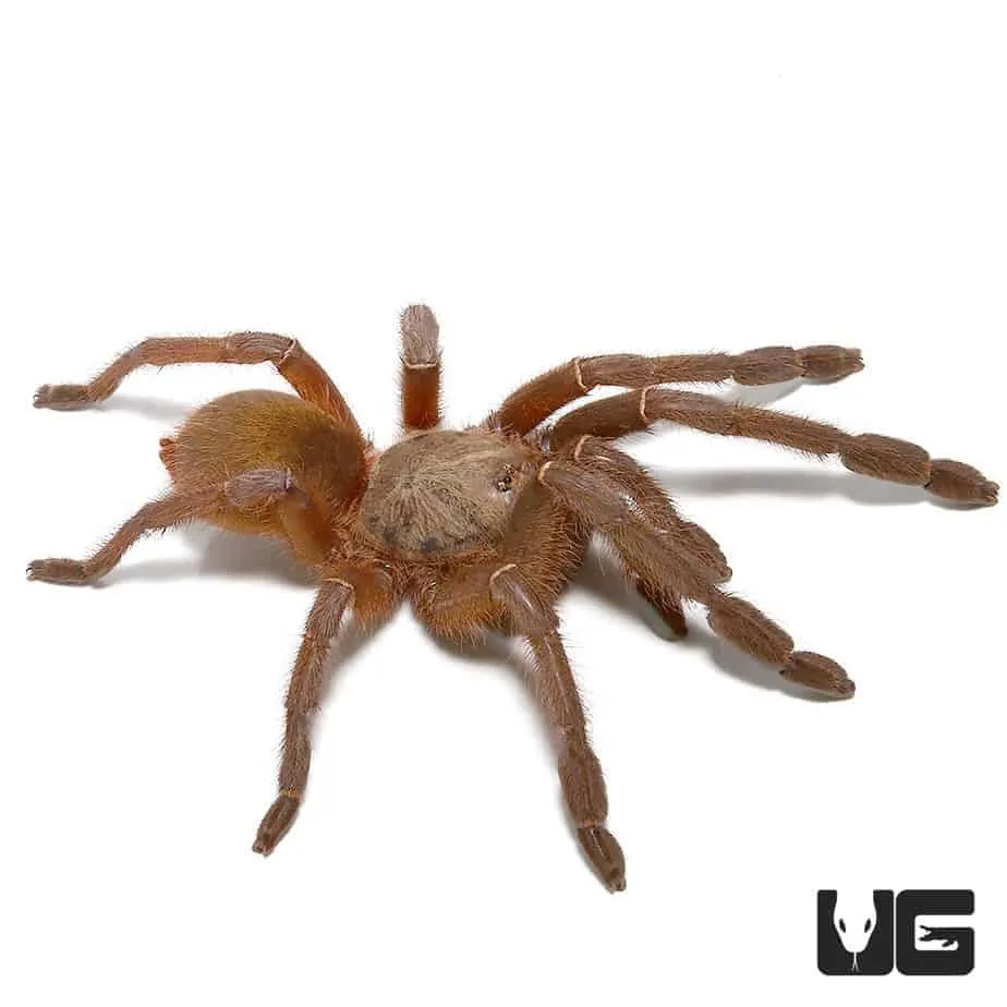 /img/19859-emerald-skeleton-tarantula-health.webp
