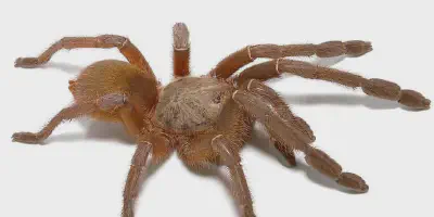 /img/19859-emerald-skeleton-tarantula-health.webp