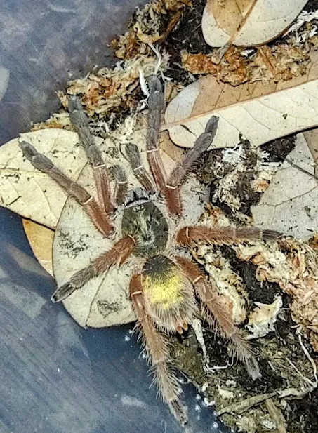 19859 emerald skeleton tarantula healthy