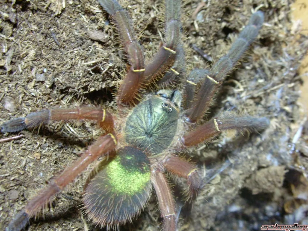 19859 emerald skeleton tarantula substrate
