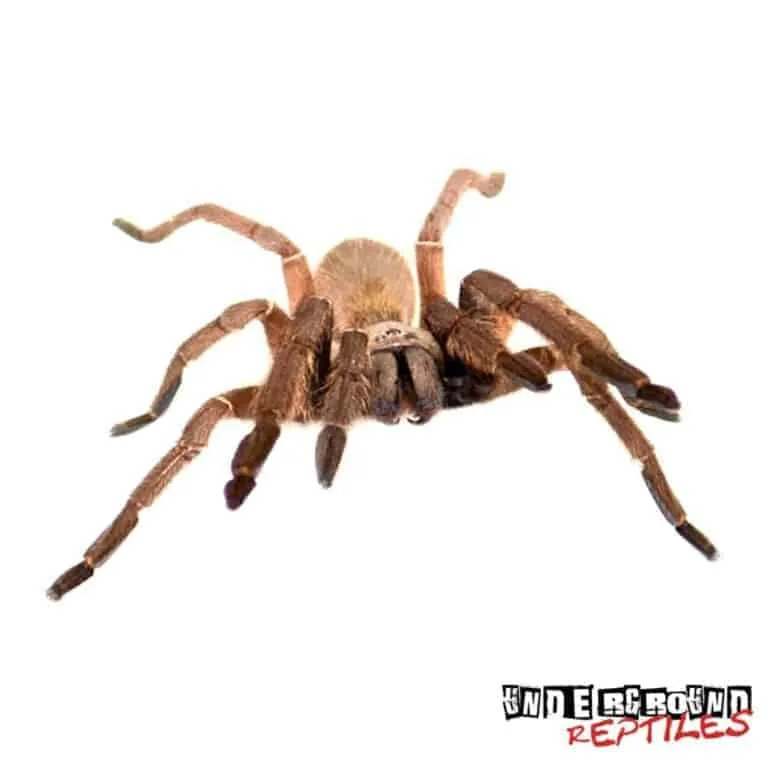 19859 emerald skeleton tarantula water