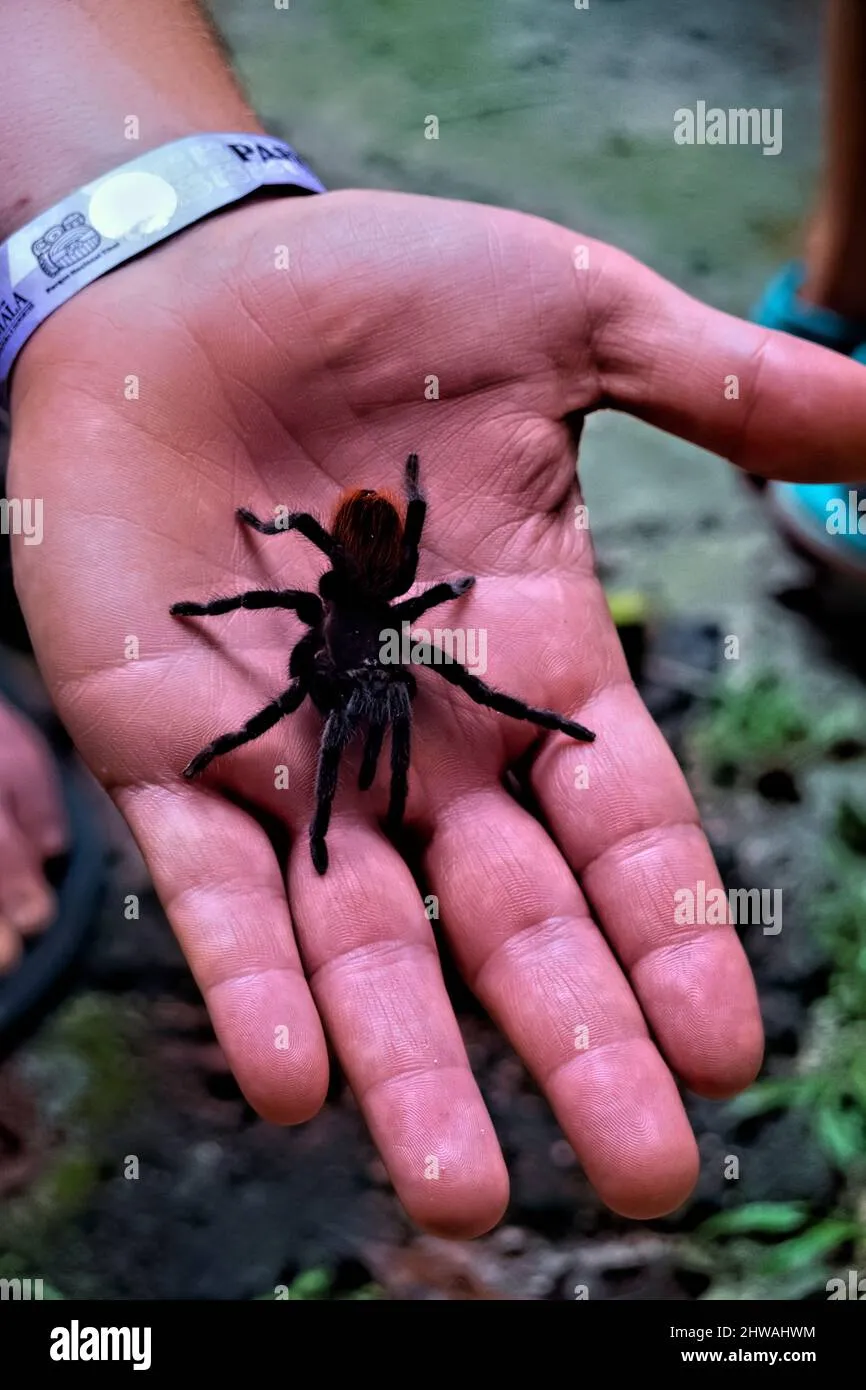 /img/19861-tarantula-breeding.webp