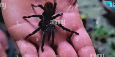 /img/19861-tarantula-breeding.webp