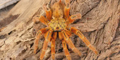/img/19862-baboon-tarantula-care.webp