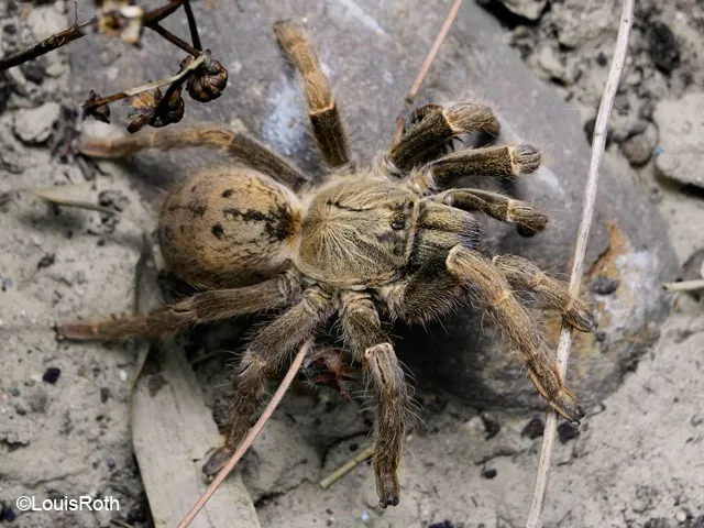 19862 baboon tarantula characteristics