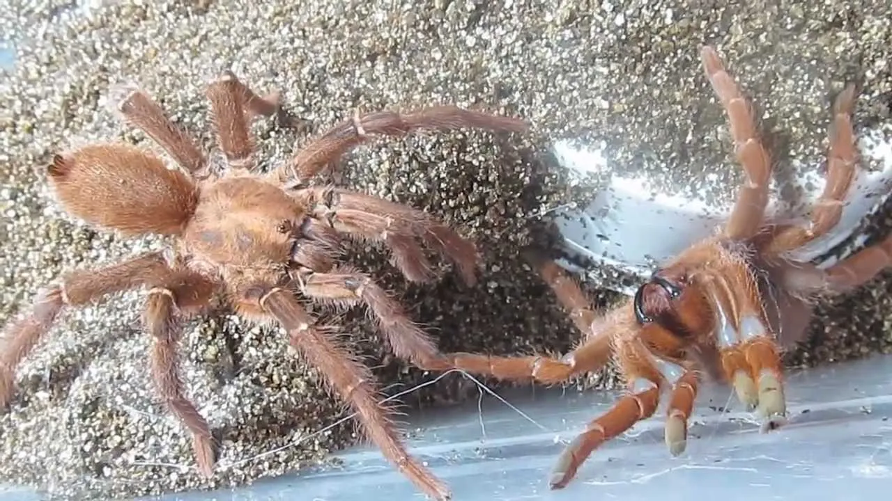 19862 baboon tarantula feeding