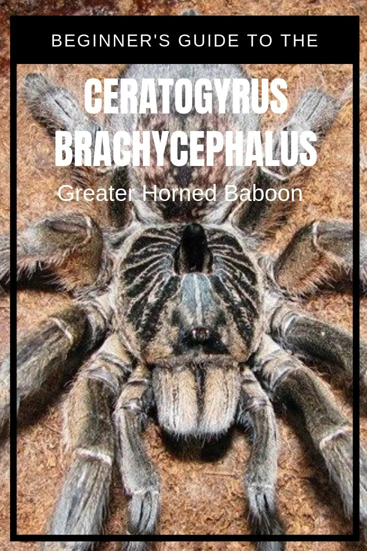 19862 baboon tarantula health