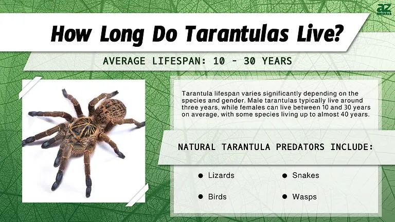 19862 baboon tarantula varieties