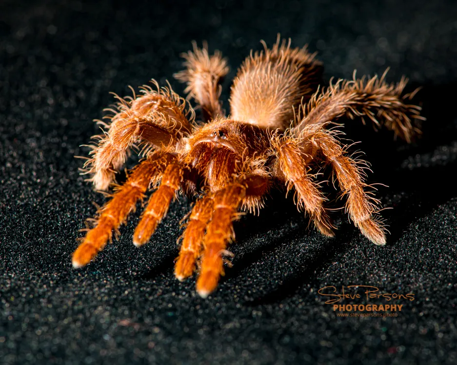 19862 tarantula comparison