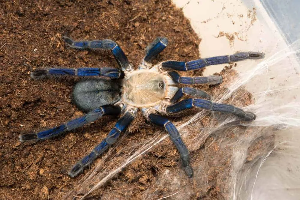 19863 cobalt blue tarantula enclosure