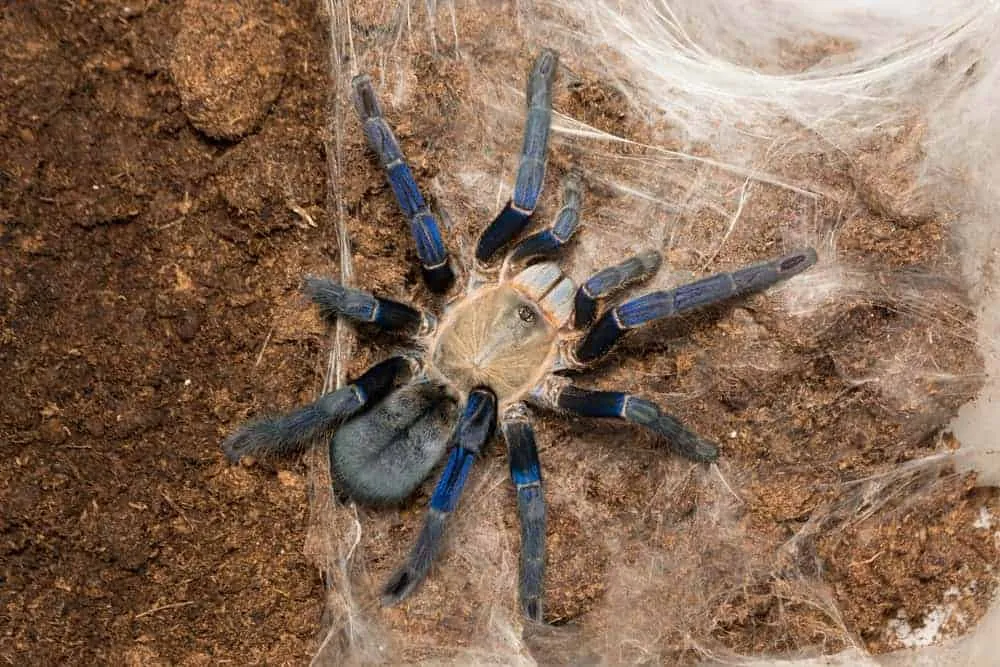 19863 cobalt blue tarantula feeding