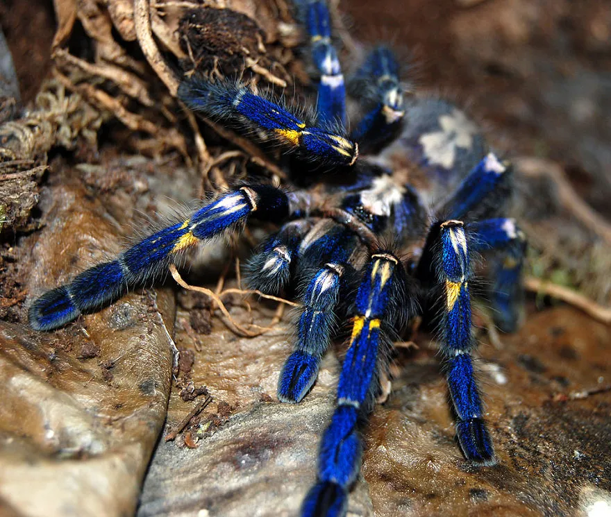 /img/19863-cobalt-blue-tarantula-handling.webp